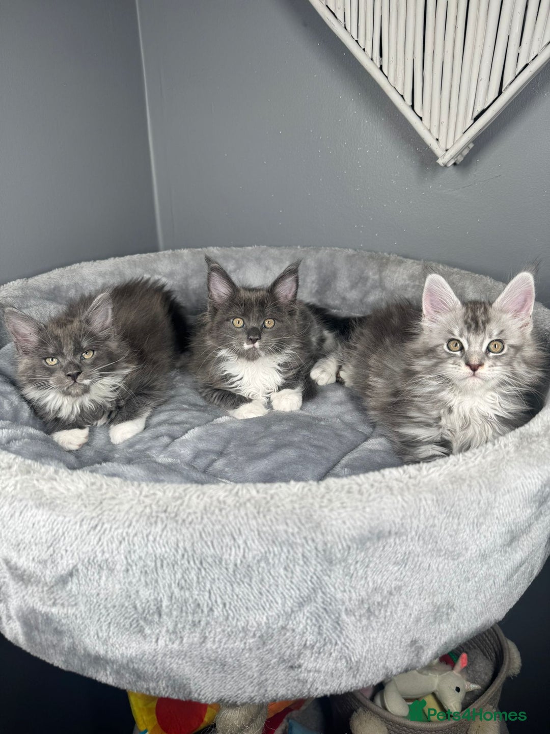 Maine Coon cats for sale: Stunning Maine Coon Girl Kittens Ready Now  - Image 2