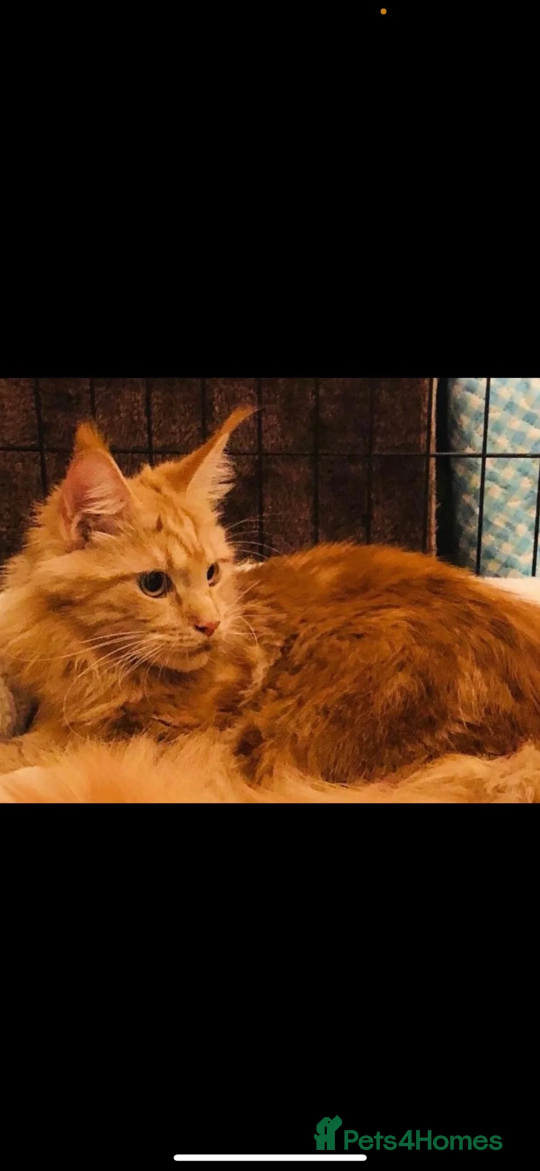Mixed Breed cats for sale: Mainecoon cross - Advert 1