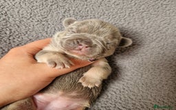 French Bulldog dogs for sale: Frenchie Girl Lilac & Tan KC - Image 10