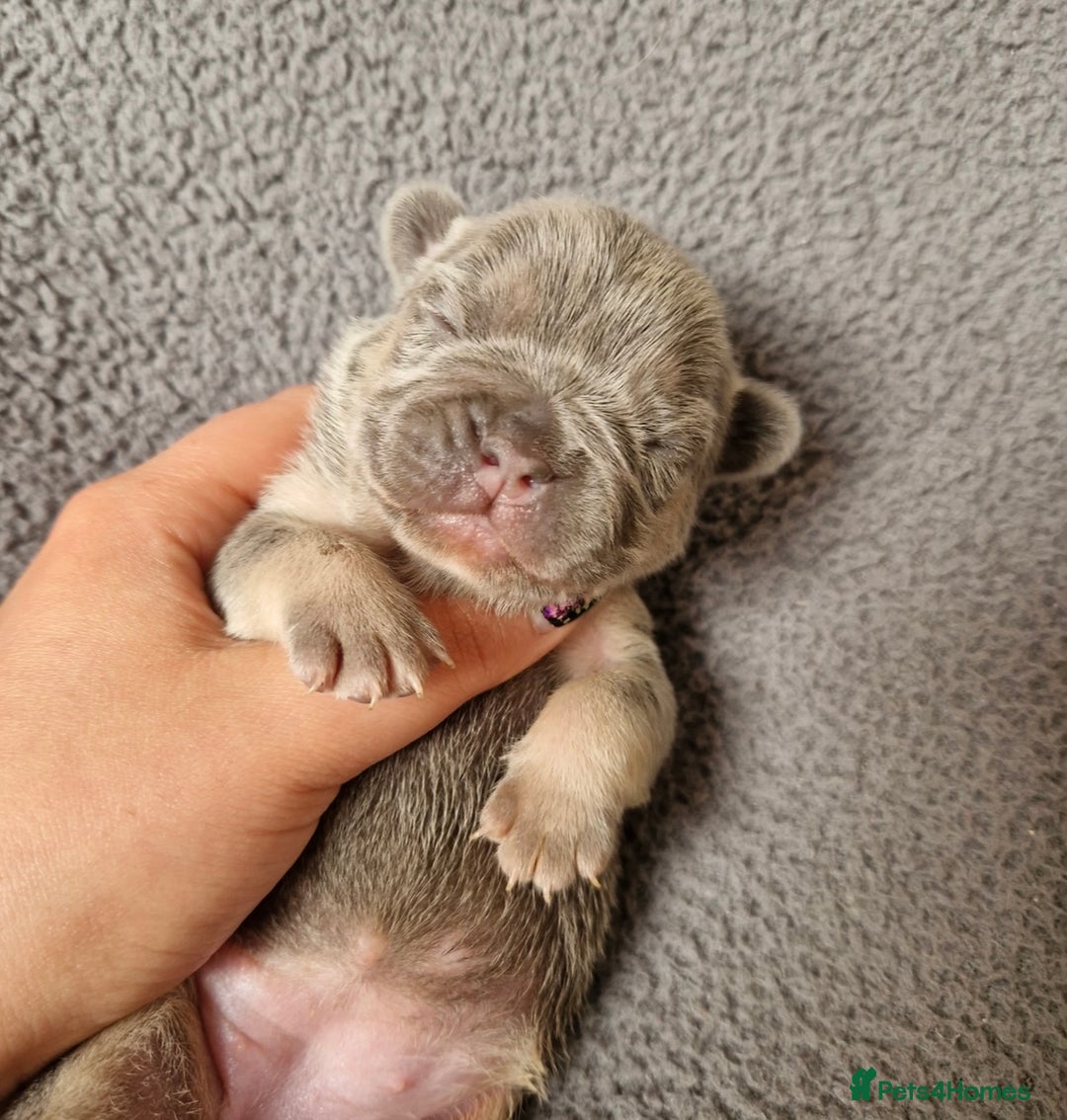 French Bulldog dogs for sale: Frenchie Girl Lilac & Tan KC - Image 10
