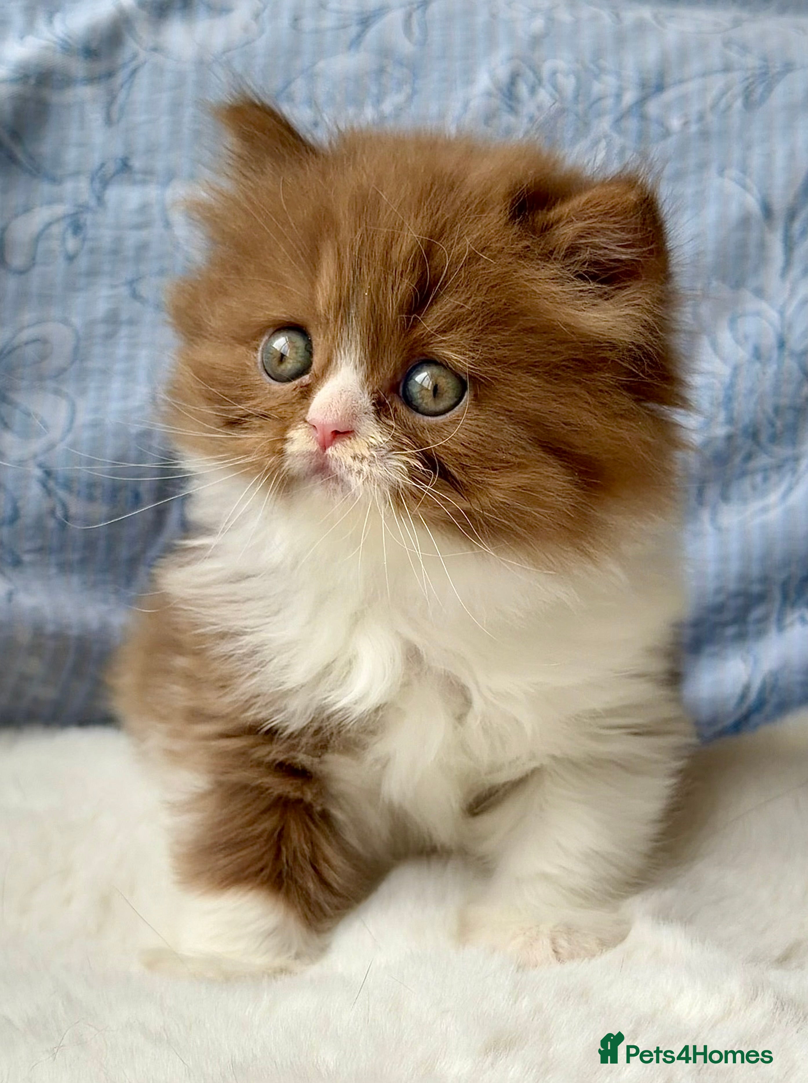 British Longhair cats for sale: Beautiful Cinnamon girls TICA registered  - Advert 5