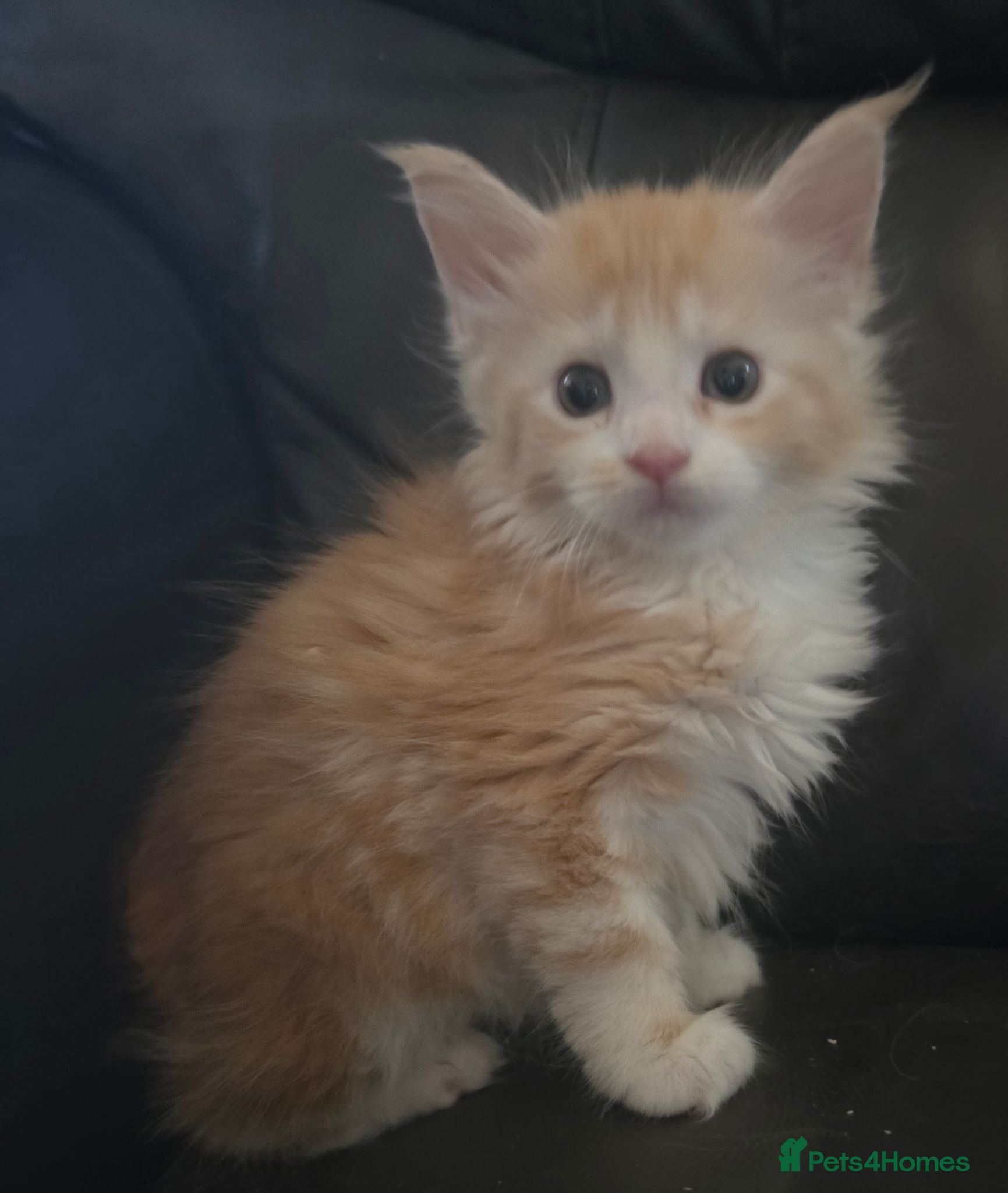 Maine Coon cats Beautiful TICA reg babies available  - Advert 1