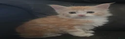 Maine Coon cats for sale: Beautiful TICA reg babies available  - Advert 1