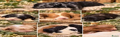 Cockapoo 1