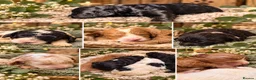 Cockapoo dogs for sale: Ironhold Cockapoo Litter 🐶🖤🏴󠁧󠁢󠁳󠁣󠁴󠁿!  - Advert 14