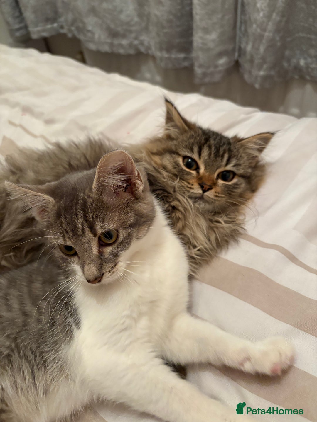 Domestic Shorthair cats for sale: Bueno & Oreo  - Advert 1