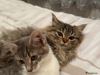 Domestic Shorthair cats Bueno & Oreo - Advert 7