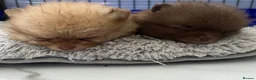 Pomeranian dogs for sale: Pomeranian babies for sale!!! - Advert 7