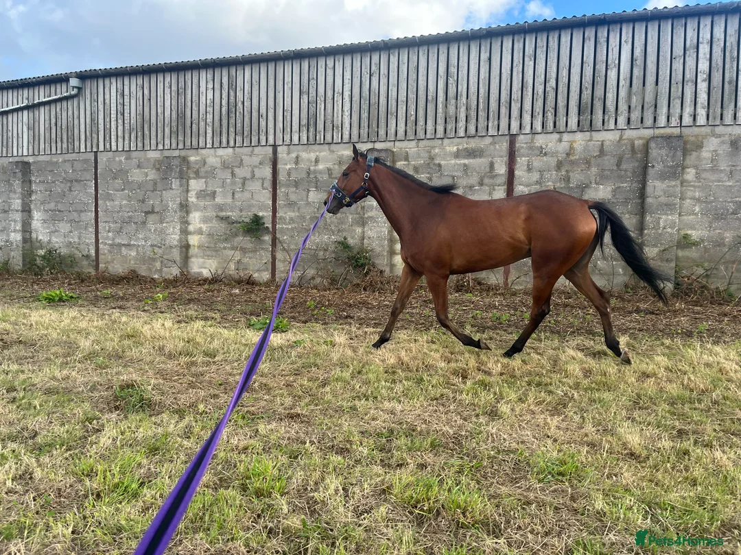 English Thoroughbred horses for sale: Hero- 16.1hh project - Advert 3