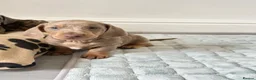Dachshund dogs for sale: Beautiful Dachshund  in Nelson - Advert 9