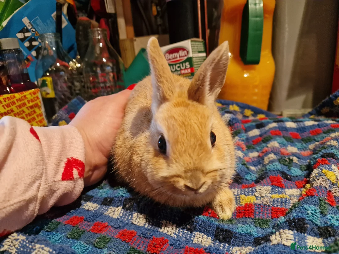 Netherland Dwarf rabbits for sale: Netherland dwarf girl  - Advert 2
