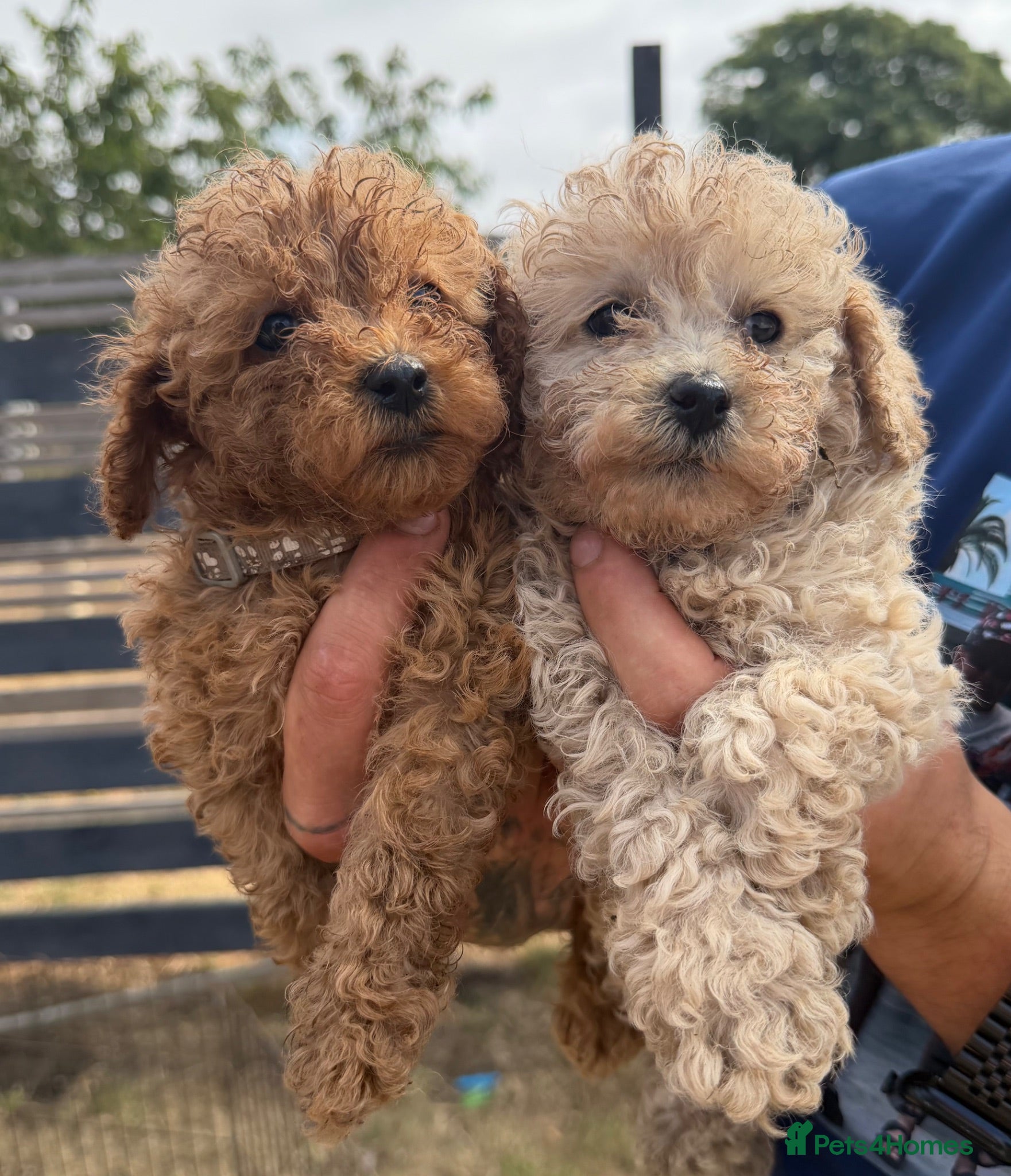 Toy Poodle dogs Beautiful Toy Poodle Puppies ❤️🐾🐩 - Advert 4