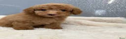 Miniature Poodle dogs for sale: KC Miniature Poodles DNA tested,  0% co eff  - Advert 16