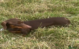 Miniature Dachshund dogs for adoption: Harry * Miniature Dachshund * 240802 - Image 2