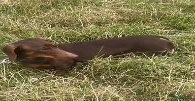 Miniature Dachshund dogs - Advert 9