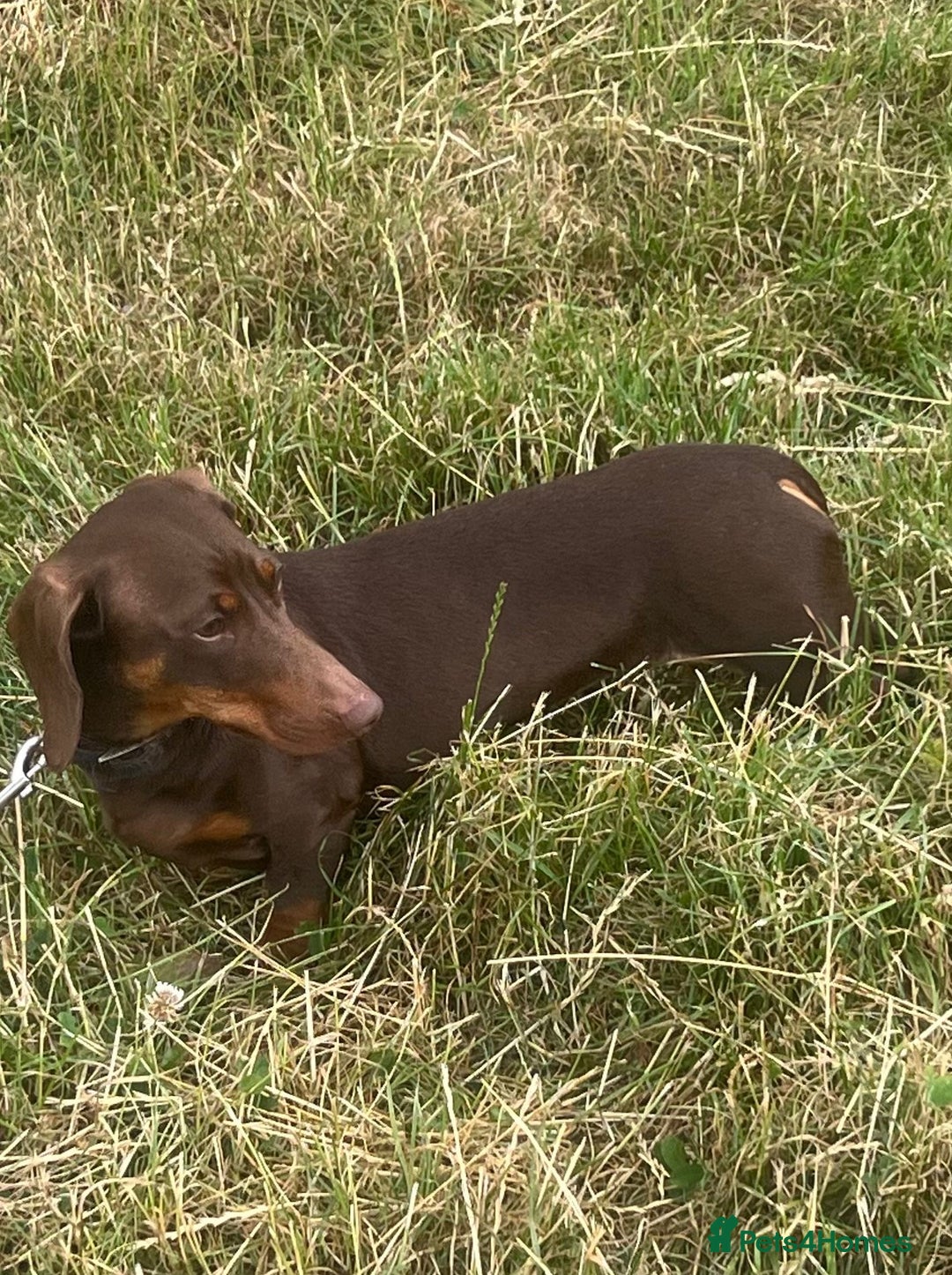 Miniature Dachshund dogs for adoption: Harry * Miniature Dachshund * 240802 - Image 2