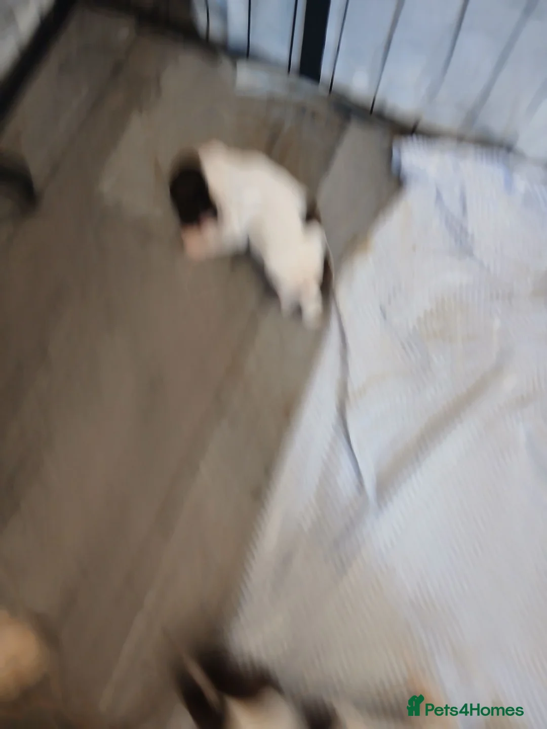 English Springer Spaniel dogs for sale: Springer spaniel - Advert 2