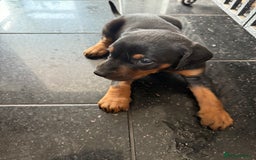 Dobermann dogs for sale: Doberman puppies for sale boys & girls  - Image 16