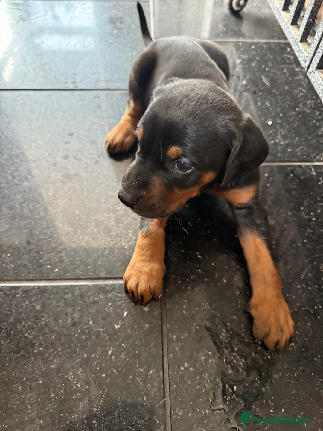 Dobermann dogs for sale: Doberman puppies for sale boys & girls  - Image 16