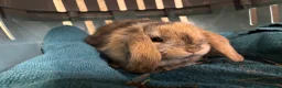 Mini Lop rabbits for sale: Mini Lop Bunnies in Mansfield - Advert 5