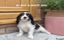 Mixed Breed dogs for sale: 🤎 BABY POOGLES (beagleXminiature poodle)🤎 in Rhayader - Image 18