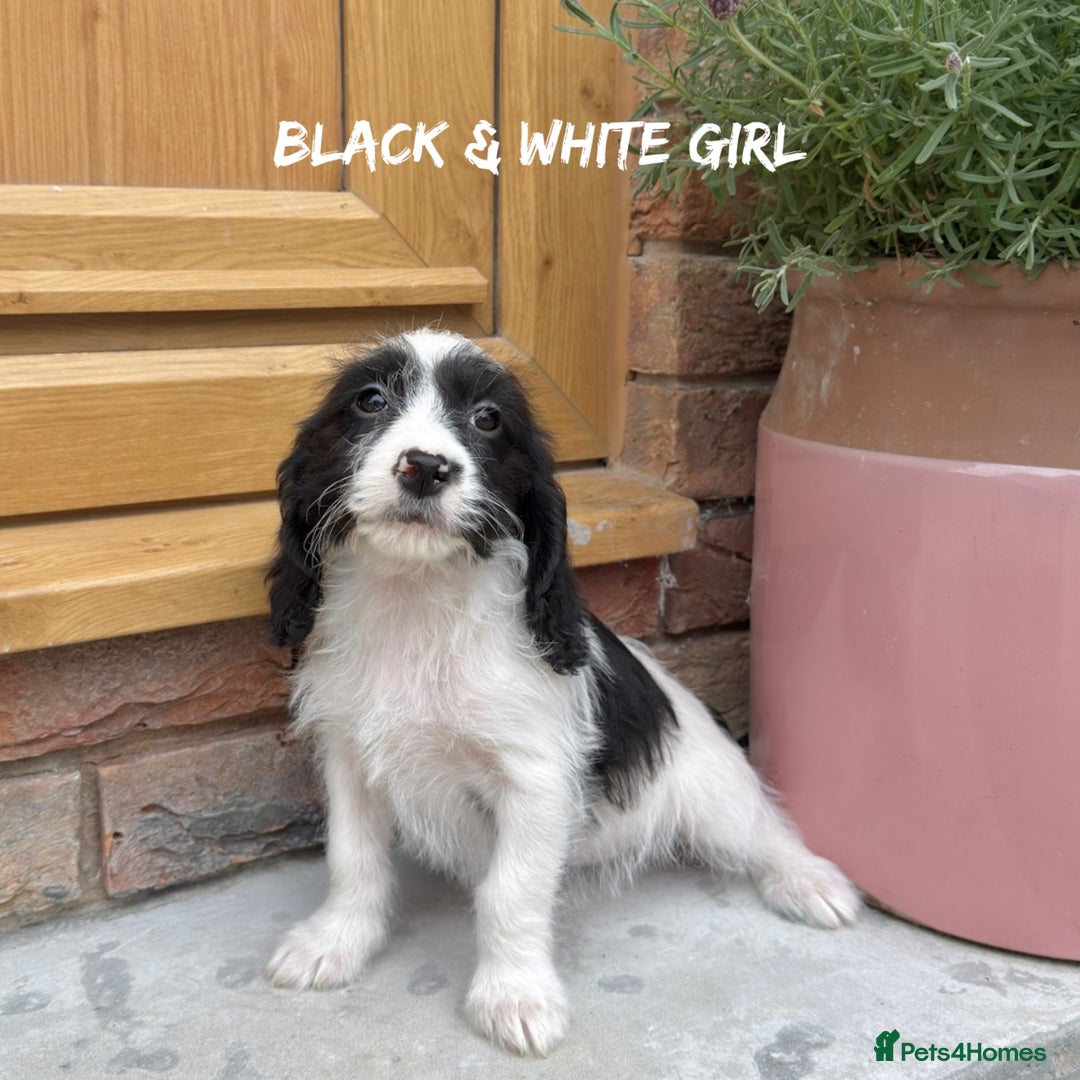 Mixed Breed dogs for sale: 🤎 BABY POOGLES (beagleXminiature poodle)🤎 in Rhayader - Image 18