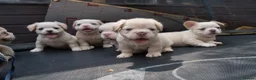 French Bulldog dogs for sale: HOME BRED FLUFFY FRENCHY•ISABELLA.KC&DNA CERT - Advert 4