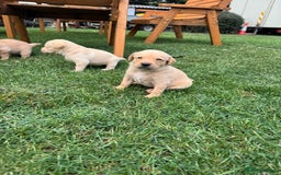 Labrador Retriever dogs for sale: Labrador puppies - Image 18