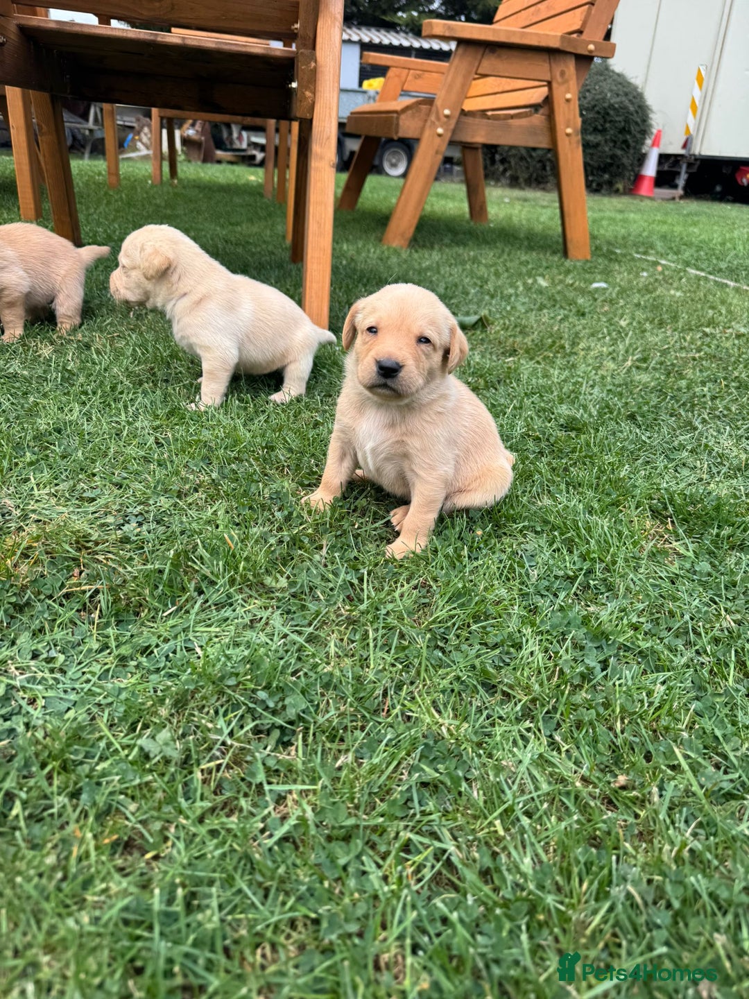 Labrador Retriever dogs for sale: Labrador puppies - Image 18