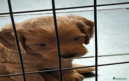 Cockapoo dogs for sale: F2 Cockapoo Puppies - Image 7