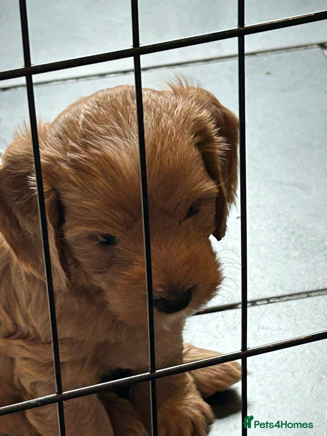 Cockapoo dogs for sale: F2 Cockapoo Puppies - Image 7