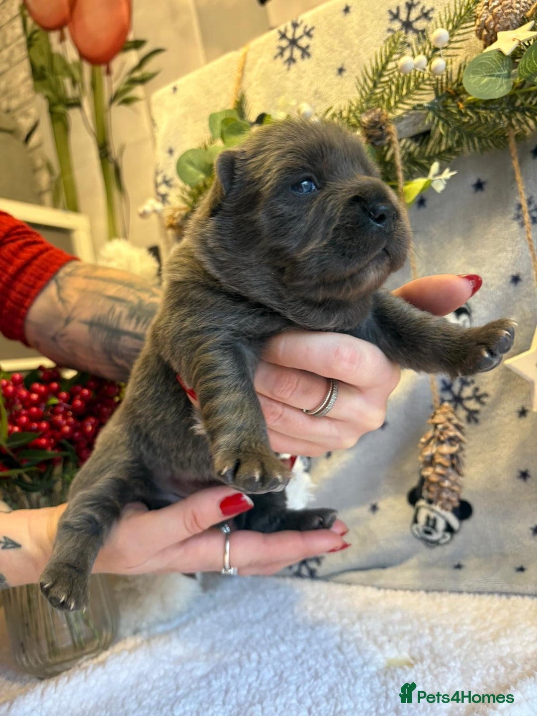 Mixed Breed dogs for sale: 🩷 STUNNING FRENCH CHOWS🩵 - Advert 7