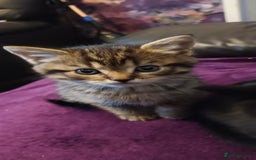 British Shorthair cats for sale: British shorthair/black ghost tabbys - Image 2