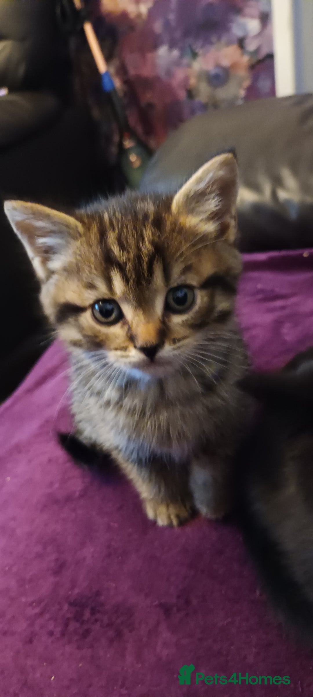 British Shorthair cats for sale: British shorthair/black ghost tabbys - Image 2