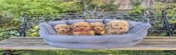 Maltipoo dogs for sale: Beautiful Maltipoo Puppies –2 Boys & 2 Girls - Advert 29