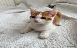 Domestic Shorthair cats for sale: 2 kittens looking for a good home  - Image 5