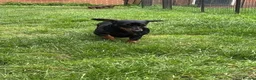 Dachshund dogs for sale: Standard Black and Tan Female Dachshund - Advert 4