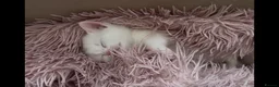 Munchkin cats for sale: Cutie Pies Munchkin 🤗 - Advert 4