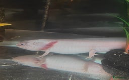 Axolotl reptiles for sale: Male axolotl  - Advert 4