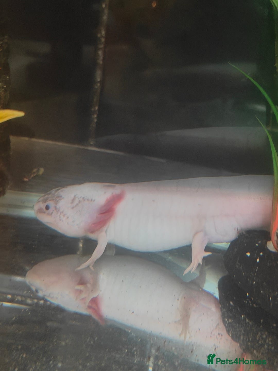 Axolotl reptiles for sale: Male axolotl  - Advert 4