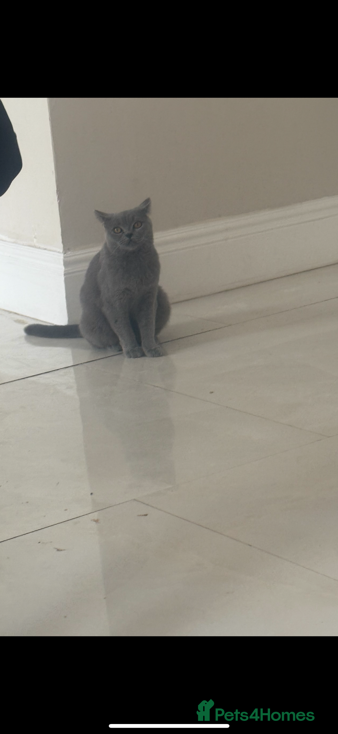British Shorthair cats for sale: Rehoming my 2 year old cat.  - Advert 3