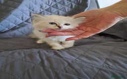Ragdoll cats for sale:  2 female beautiful Ragdoll kittens left - Image 10