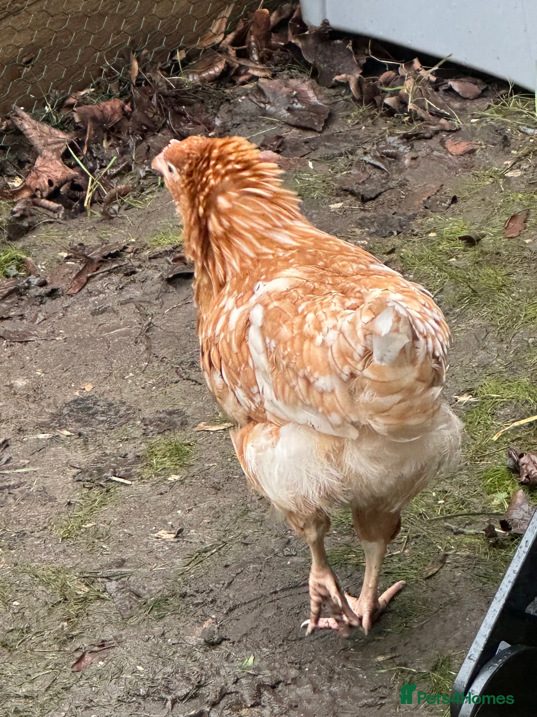 Chickens poultry for sale: Brown laying hen - Advert 2