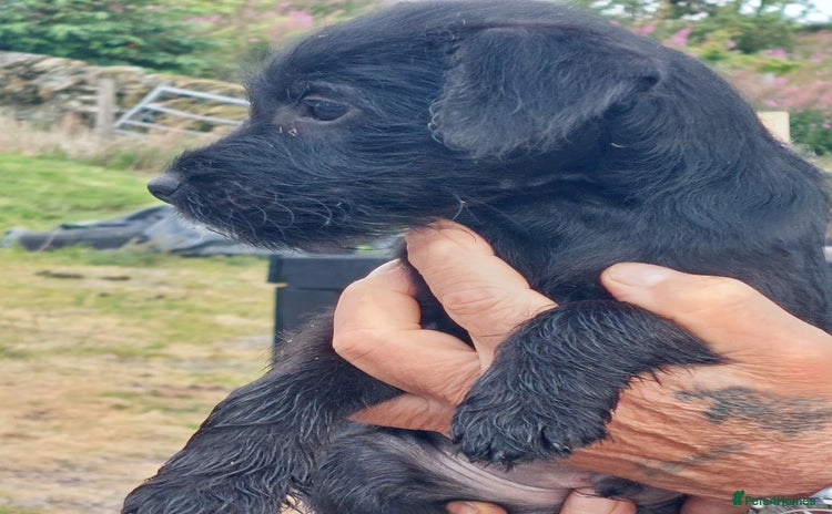 Patterdale Terrier dogs - Advert 1