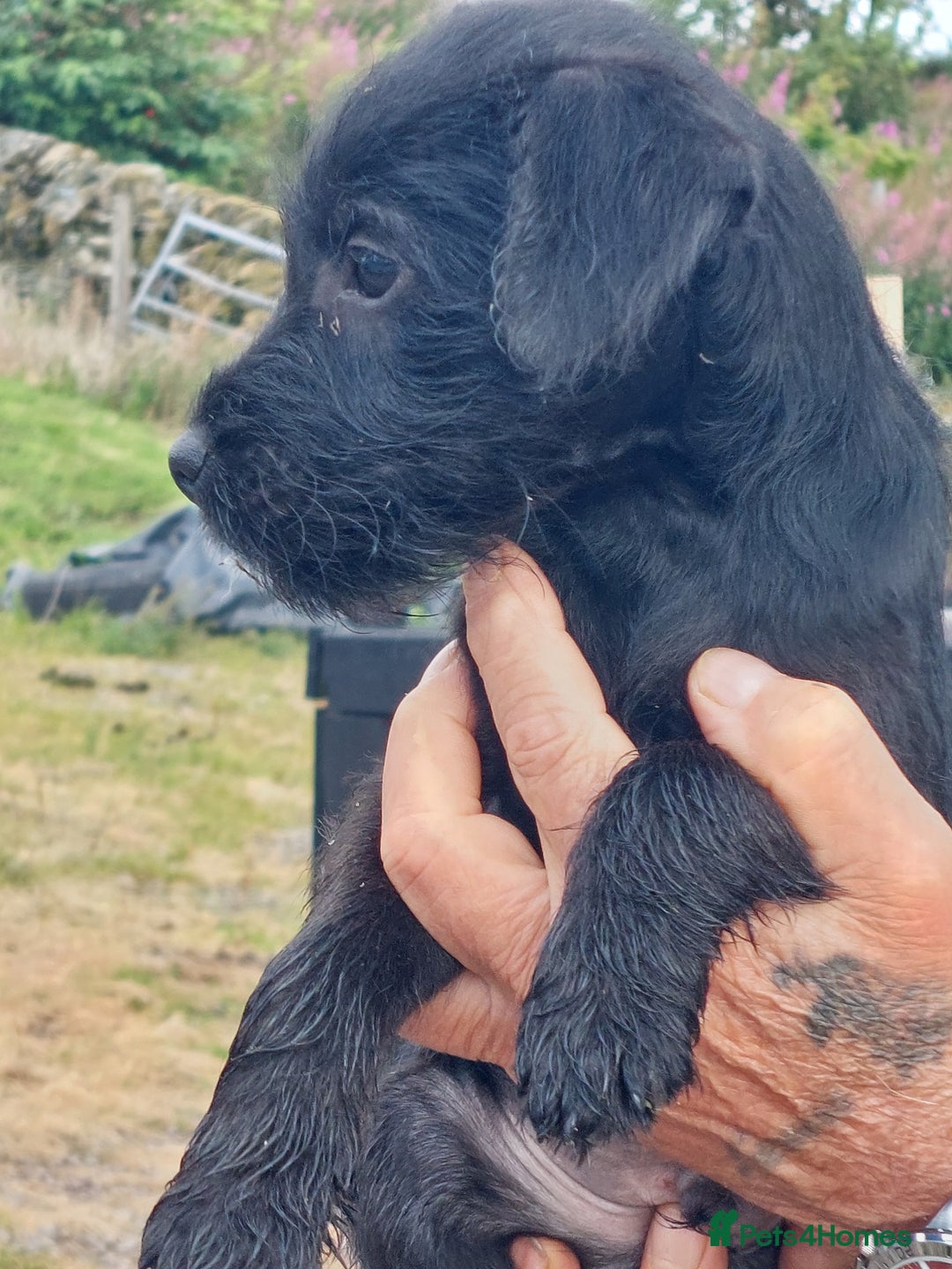 Patterdale Terrier dogs for sale: Well socialised Patterdales For Sale,ready now. - Image 1