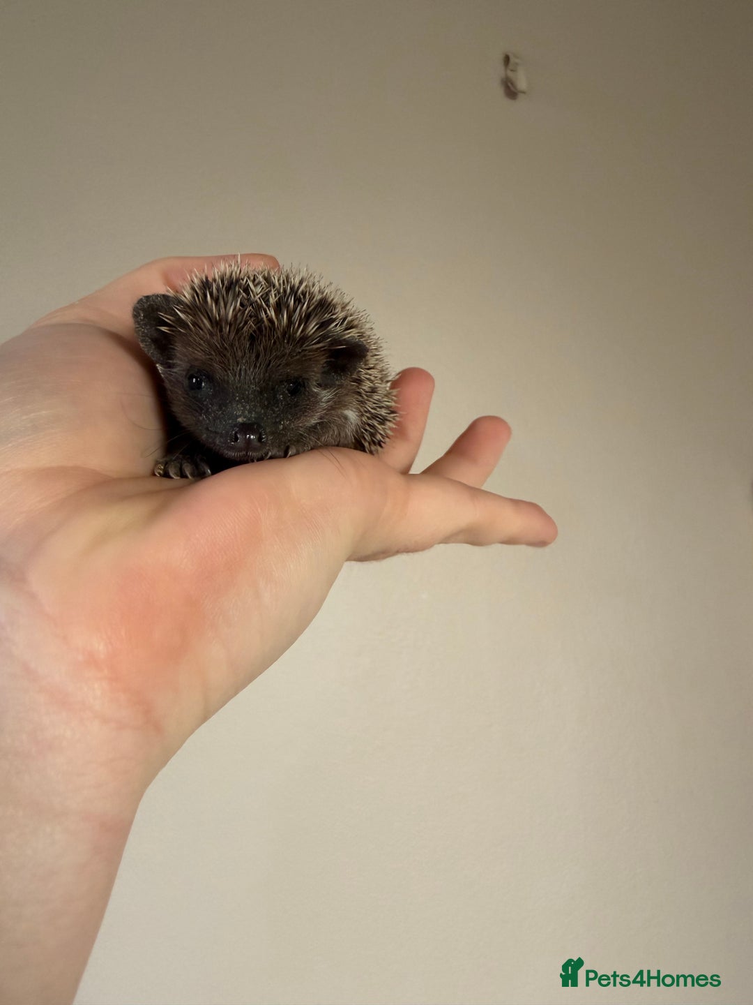 Pygmy Hedgehog rodents for sale: African Pygmy hogs  - Advert 1