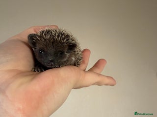 Pygmy Hedgehog rodents African Pygmy hogs - Advert 1