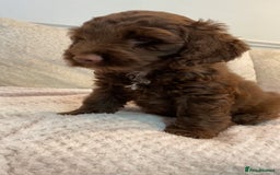 Cockapoo dogs for sale: F1B cockapoos READY TO LEAVE - Image 5