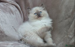 Ragdoll cats for sale: GCCF PET/ACTIVE KITTENS CHAMPION IMP BLOODLINES - Image 22