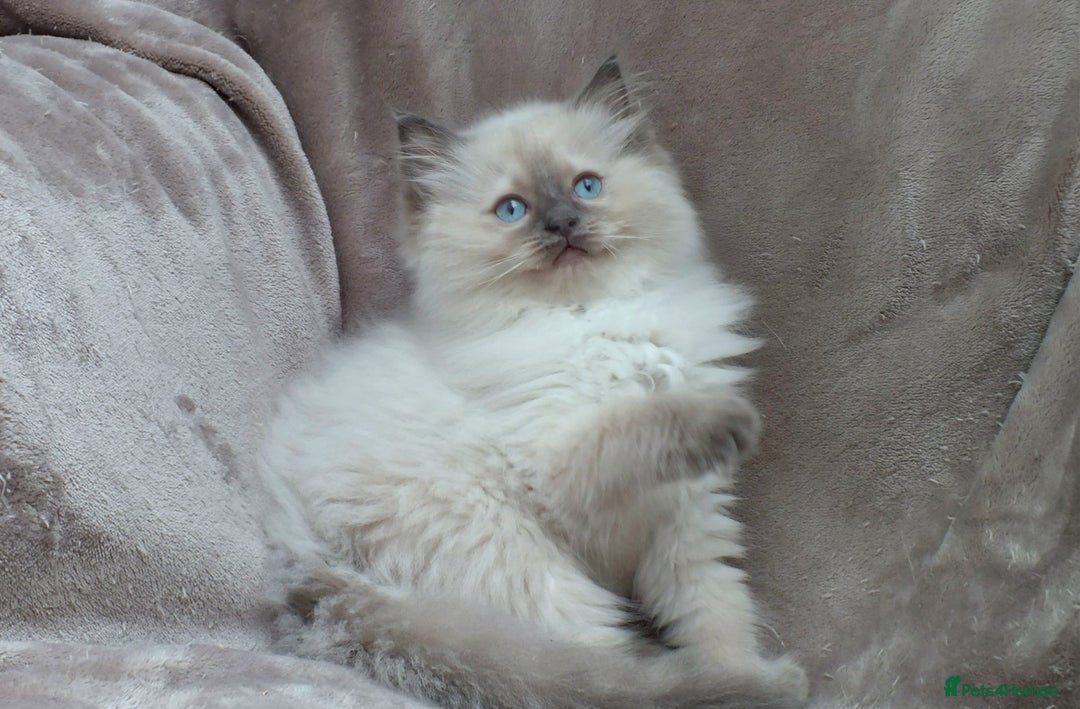 Ragdoll cats for sale: GCCF PET/ACTIVE KITTENS CHAMPION IMP BLOODLINES - Image 22